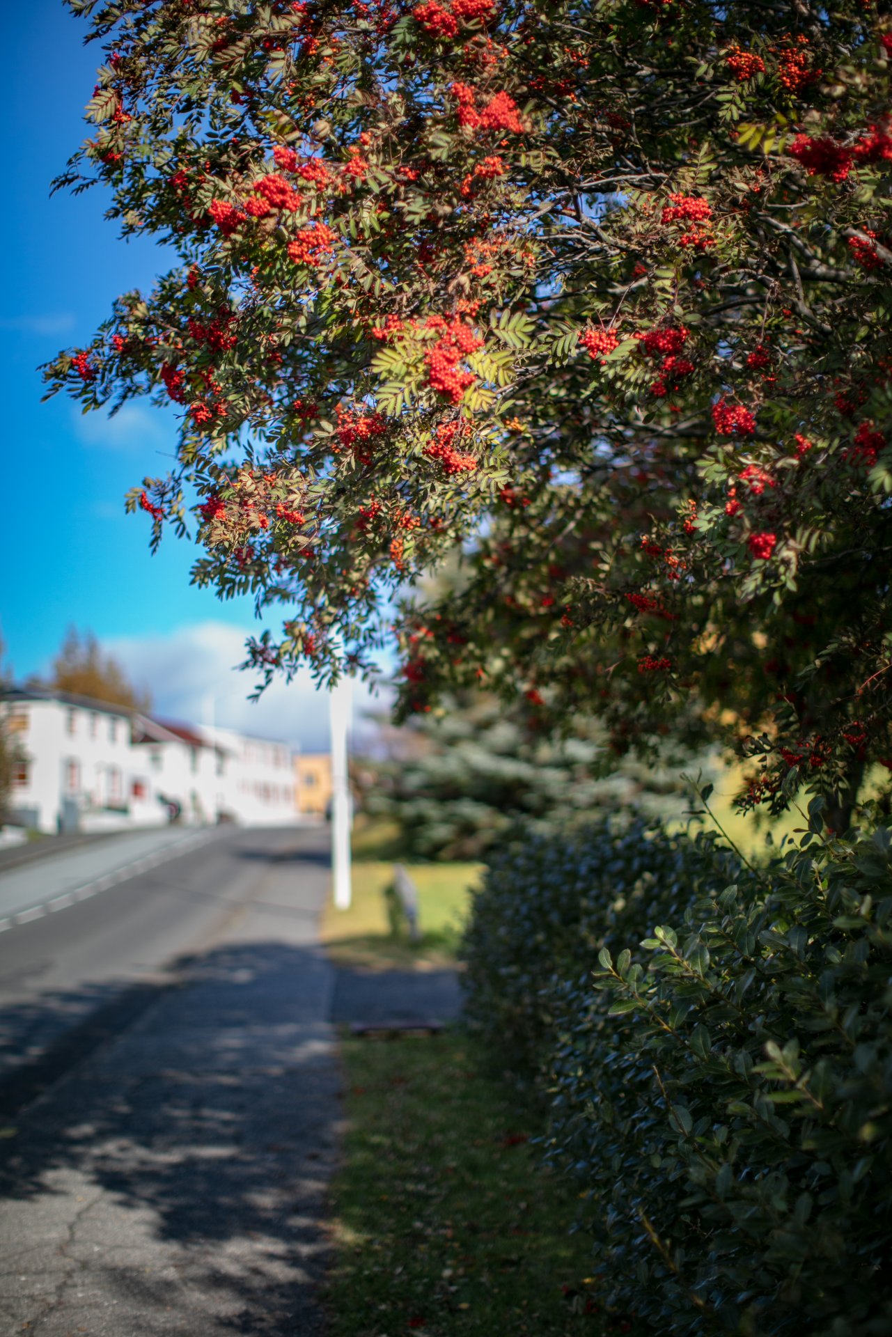 Featured image for “Tillaga að friðlýsingu Borgarvogs”