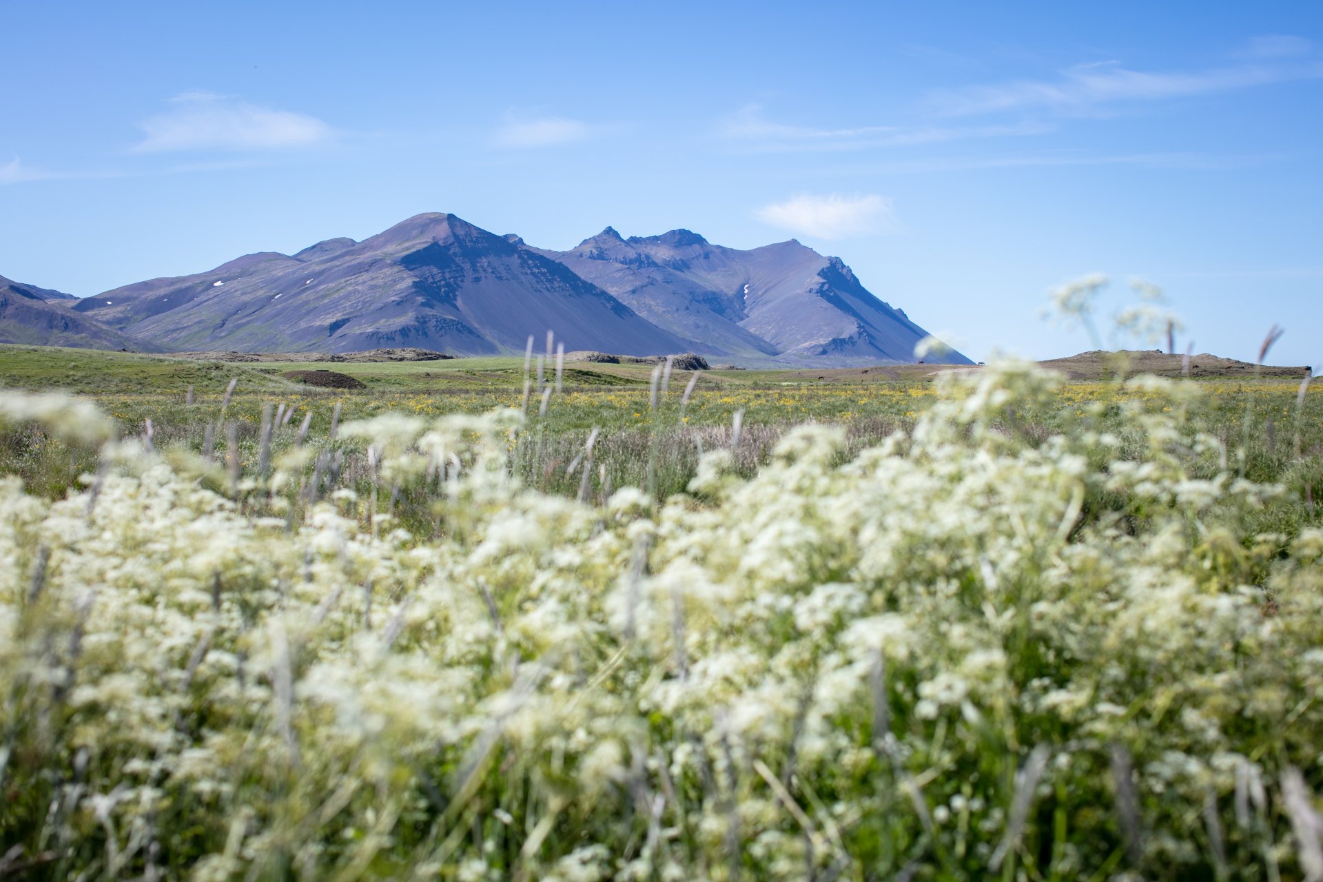 Featured image for “Laust starf bókara”