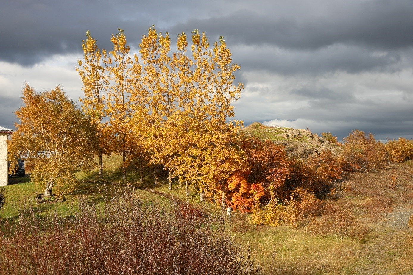 Featured image for “Gróður og sorpílát – Tilkynning til lóðarhafa í Borgarbyggð”