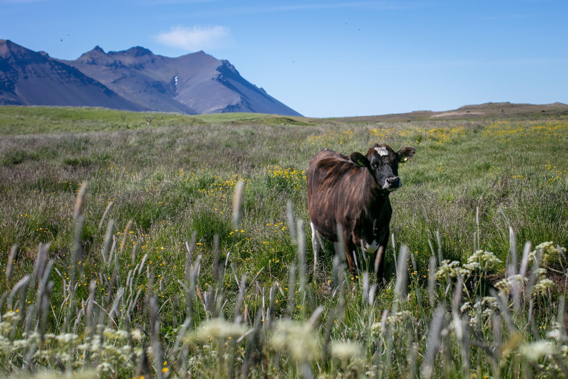 Featured image for “Samþykkt um búfjárhald í Borgarbyggð”