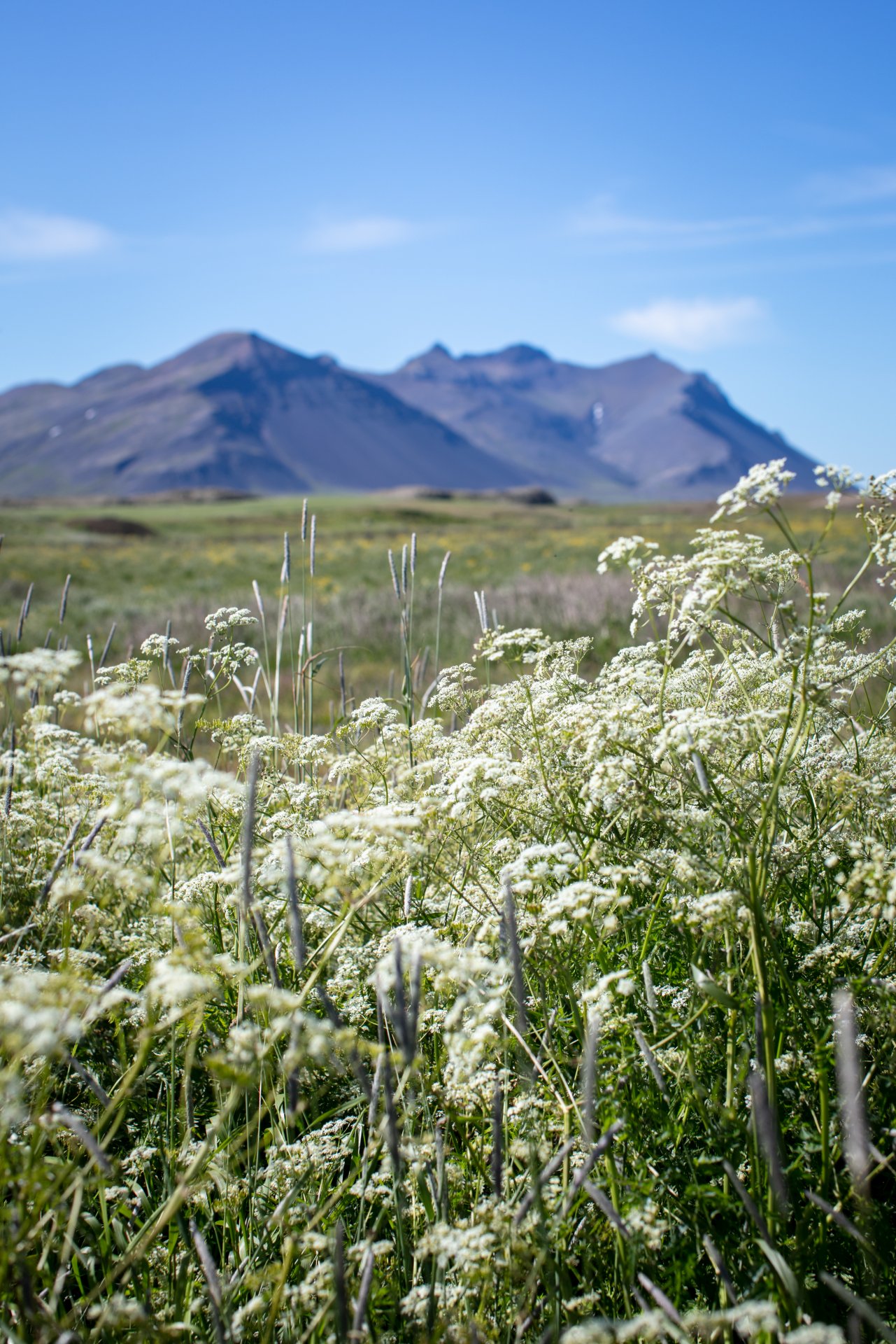 Featured image for “Laust starf hjá félagsþjónustu Borgarbyggðar”