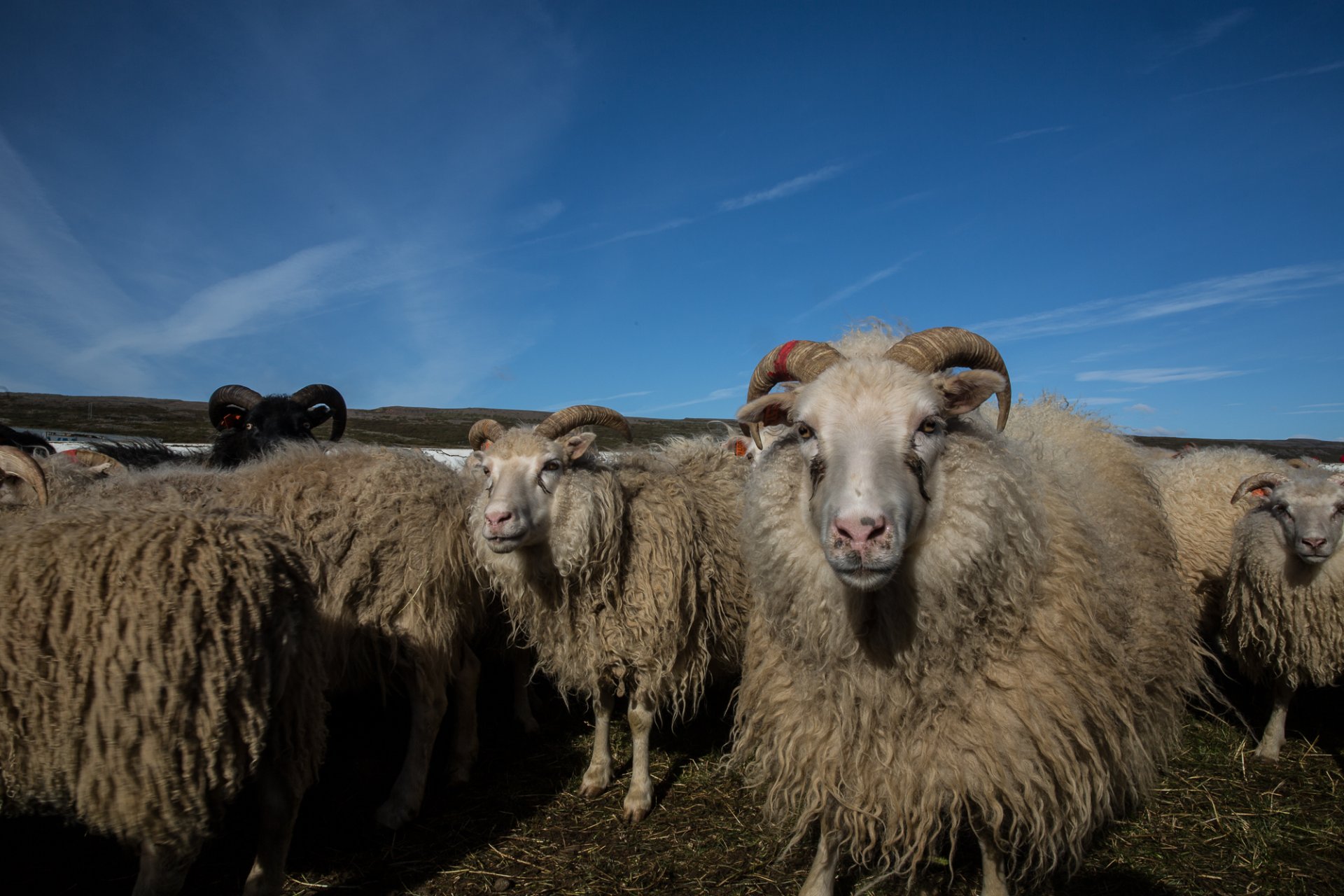 Featured image for “Fjárréttir í Borgarbyggð”